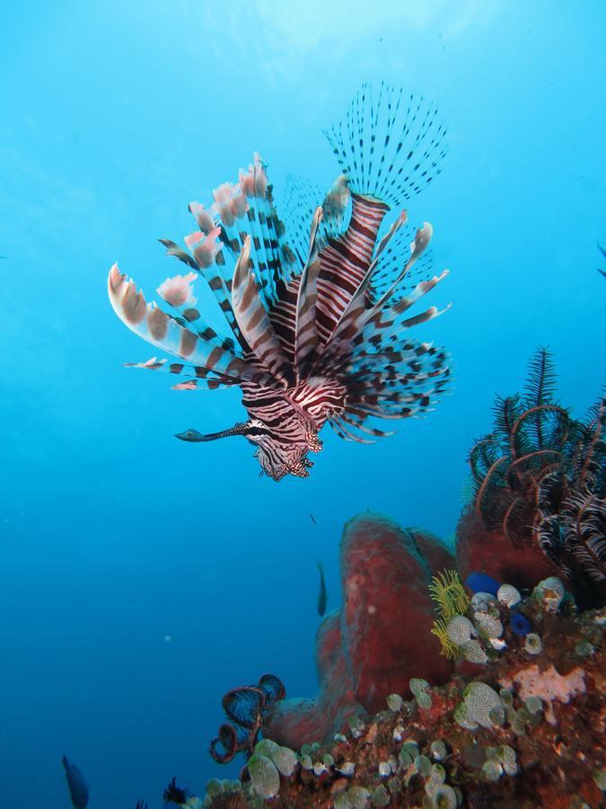 Jukung Dive Resort Bali Amed Екстериор снимка