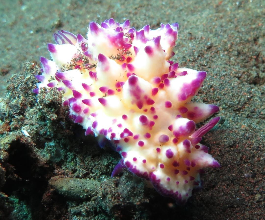 Jukung Dive Resort Bali Amed Екстериор снимка