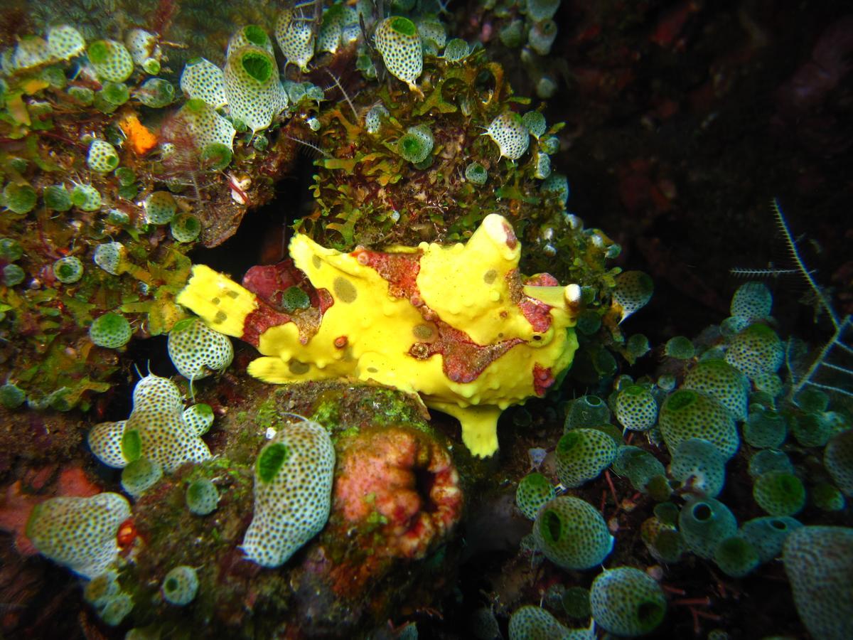 Jukung Dive Resort Bali Amed Екстериор снимка